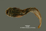 Ochmacanthus flabelliferus FMNH 53263 holo v
